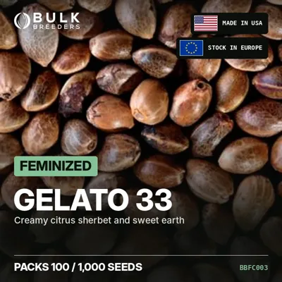 Gelato 33 feminized cannabis seeds in bulk