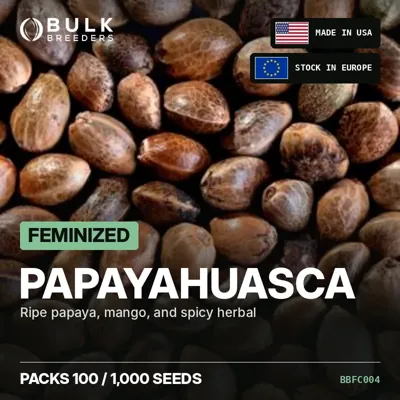 Papayahuasca feminized cannabis seeds in bulk