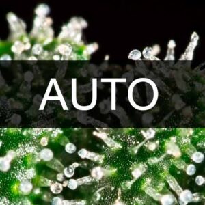 AUTOFLOWERING